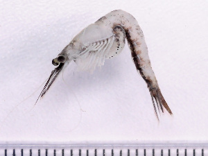  ( - NSRAS25_36A)  @11 [ ] by-nc-sa  Unspecified Huntsman Marine Science Centre