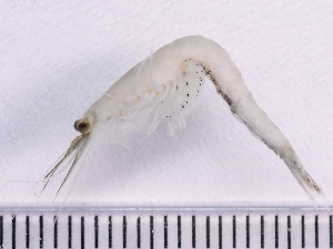  ( - NSRAS25_36B)  @11 [ ] by-nc-sa  Unspecified Huntsman Marine Science Centre