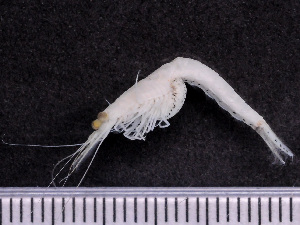  ( - NSRAS25_36C)  @11 [ ] by-nc-sa  Unspecified Huntsman Marine Science Centre