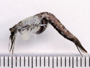  ( - NSRAS25_36D)  @11 [ ] by-nc-sa  Unspecified Huntsman Marine Science Centre