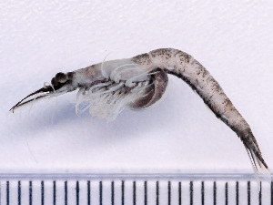  ( - NSRAS25_36F)  @11 [ ] by-nc-sa  Unspecified Huntsman Marine Science Centre