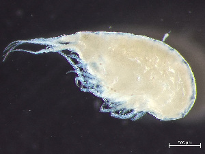  (Metopa bruzelii - HMSC174-02430)  @11 [ ] by-nc-sa  Unspecified Huntsman Marine Science Centre