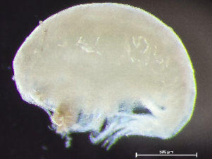  ( - HMSC174-02433)  @11 [ ] by-nc-sa  Unspecified Huntsman Marine Science Centre
