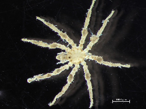  (Achelia spinosa - HMSC174-00337)  @11 [ ] by-nc-sa  Unspecified Huntsman Marine Science Centre