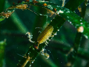  ( - HMSC174-00377)  @11 [ ] by-nc-sa  Unspecified Huntsman Marine Science Centre