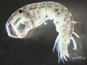  (Ericthonius rubricornis - HMSC174-00457)  @11 [ ] by-nc-sa  Unspecified Huntsman Marine Science Centre