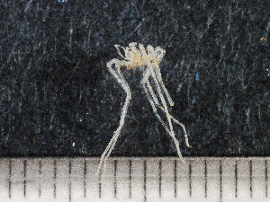  ( - HMSC174-00506)  @11 [ ] by-nc-sa  Unspecified Huntsman Marine Science Centre