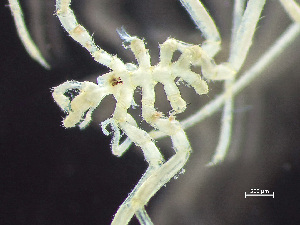  ( - HMSC174-00523)  @11 [ ] by-nc-sa  Unspecified Huntsman Marine Science Centre