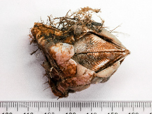  ( - HMSC229_07)  @11 [ ] by-nc-sa  Unspecified Huntsman Marine Science Centre