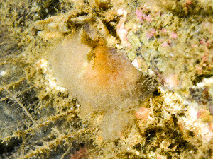  ( - HMSC174_01032)  @11 [ ] by-nc-sa  Unspecified Huntsman Marine Science Centre