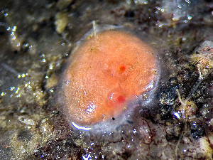  ( - HMSC174_01071)  @11 [ ] by-nc-sa  Unspecified Huntsman Marine Science Centre