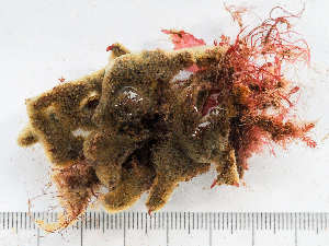  ( - HMSC174-01631)  @11 [ ] by-nc-sa  Unspecified Huntsman Marine Science Centre