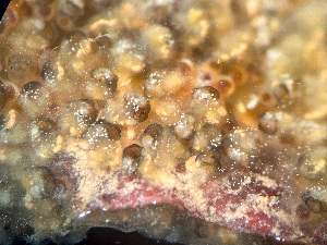  ( - HMSC174-01631)  @11 [ ] by-nc-sa  Unspecified Huntsman Marine Science Centre