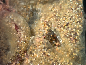  ( - HMSC174-01631)  @11 [ ] by-nc-sa  Unspecified Huntsman Marine Science Centre