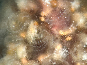  ( - HMSC174-01631)  @11 [ ] by-nc-sa  Unspecified Huntsman Marine Science Centre
