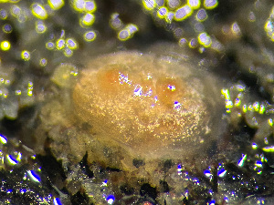  ( - HMSC174_01752)  @11 [ ] by-nc-sa  Unspecified Huntsman Marine Science Centre