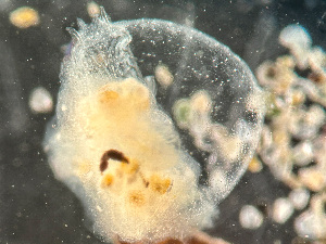  ( - HMSC174-03551)  @11 [ ] by-nc-sa  Unspecified Huntsman Marine Science Centre