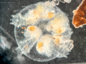  ( - HMSC174-03551)  @11 [ ] by-nc-sa  Unspecified Huntsman Marine Science Centre