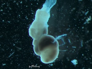  ( - GM2024_13B)  @11 [ ] CreativeCommons - Attribution Share-Alike (2025) Unspecified Huntsman Marine Science Centre