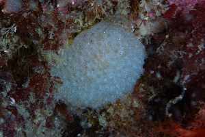  (Synoicum pulmonaria - HMSC174-01439)  @11 [ ] CreativeCommons - Attribution Share-Alike (2025) Unspecified Huntsman Marine Science Centre