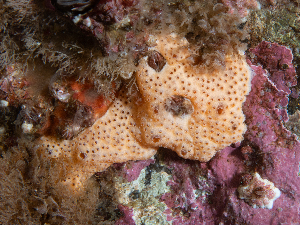  ( - HMSC174_02463)  @11 [ ] CreativeCommons - Attribution Share-Alike (2025) Unspecified Huntsman Marine Science Centre
