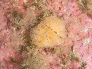  ( - HMSC174_02675)  @11 [ ] CreativeCommons - Attribution Share-Alike  Unspecified Huntsman Marine Science Centre