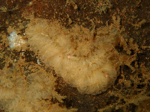  ( - HMSC174_02765)  @11 [ ] CreativeCommons - Attribution Share-Alike  Unspecified Huntsman Marine Science Centre