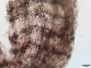  ( - HMSC174_02765)  @11 [ ] CreativeCommons - Attribution Share-Alike  Unspecified Huntsman Marine Science Centre