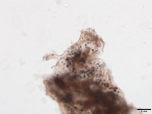  ( - HMSC174_02765)  @11 [ ] CreativeCommons - Attribution Share-Alike  Unspecified Huntsman Marine Science Centre