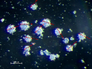  (Didemnum albidum - HMSC174-01474)  @11 [ ] by-nc-sa  Unspecified Huntsman Marine Science Centre