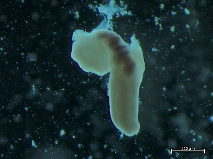  ( - Quoddy 163C)  @11 [ ] CreativeCommons - Attribution Share-Alike (2025) Unspecified Huntsman Marine Science Centre