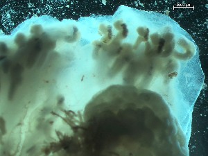  ( - Quoddy 163C)  @11 [ ] CreativeCommons - Attribution Share-Alike (2025) Unspecified Huntsman Marine Science Centre