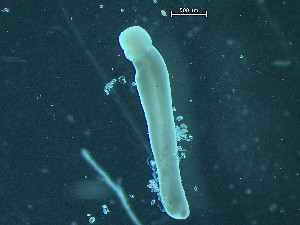  ( - Quoddy 319)  @11 [ ] CreativeCommons - Attribution Share-Alike (2025) Unspecified Huntsman Marine Science Centre