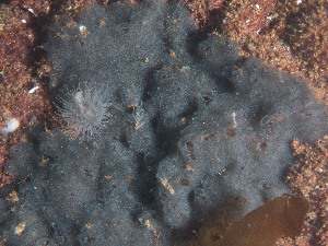  ( - Quoddy 164)  @11 [ ] CreativeCommons - Attribution Share-Alike  Unspecified Huntsman Marine Science Centre