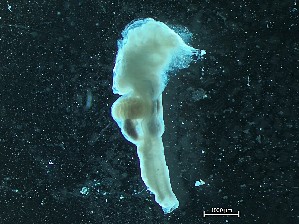  (Aplidium glabrum - Quoddy 275B)  @11 [ ] CreativeCommons - Attribution Share-Alike (2025) Unspecified Huntsman Marine Science Centre