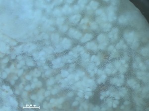  ( - Quoddy 176)  @11 [ ] CreativeCommons - Attribution Share-Alike (2025) Unspecified Huntsman Marine Science Centre