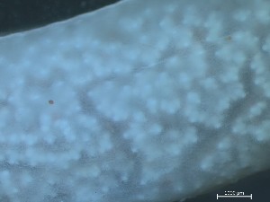  ( - Quoddy 332)  @11 [ ] CreativeCommons - Attribution Share-Alike (2025) Unspecified Huntsman Marine Science Centre