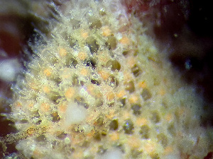  (Callopora thaxterae - HMSC174_01068)  @11 [ ] by-nc-sa  Unspecified Huntsman Marine Science Centre