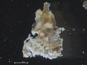  (Rhamphostomella cf. scabra - HMSC174_01117)  @11 [ ] CreativeCommons - Attribution Share-Alike (2025) Unspecified Huntsman Marine Science Centre