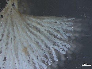  (Bugulina cf. avicularia - HMSC174_01165)  @11 [ ] CreativeCommons - Attribution Share-Alike (2025) Unspecified Huntsman Marine Science Centre