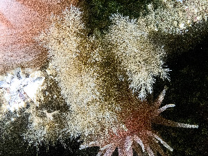  ( - HMSC174_01257)  @11 [ ] by-nc-sa  Unspecified Huntsman Marine Science Centre