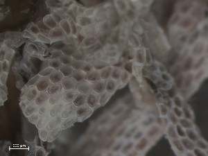  ( - HMSC174_01298)  @11 [ ] CreativeCommons - Attribution Share-Alike (2025) Unspecified Huntsman Marine Science Centre