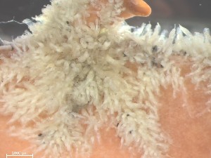  ( - HMSC174_01321)  @11 [ ] CreativeCommons - Attribution Share-Alike (2025) Unspecified Huntsman Marine Science Centre