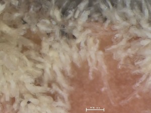  ( - HMSC174_01321)  @11 [ ] CreativeCommons - Attribution Share-Alike (2025) Unspecified Huntsman Marine Science Centre