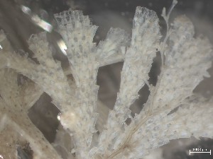  (Dendrobeania pseudolevinseni - HMSC174_01324)  @11 [ ] CreativeCommons - Attribution Share-Alike (2025) Unspecified Huntsman Marine Science Centre