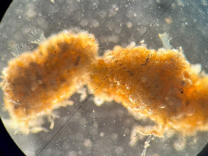  ( - HMSC174-01628)  @11 [ ] by-nc-sa  Unspecified Huntsman Marine Science Centre