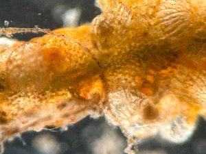  (Schizoporella variabilis - HMSC174-01628)  @11 [ ] by-nc-sa  Unspecified Huntsman Marine Science Centre