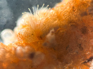  ( - HMSC174-01628)  @11 [ ] by-nc-sa  Unspecified Huntsman Marine Science Centre
