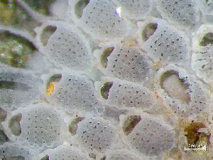  ( - HMSC174-01639B)  @11 [ ] CreativeCommons - Attribution Non-Commercial Share-Alike (2024) Unspecified Huntsman Marine Science Centre