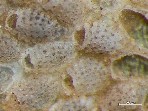  (Juxtacribrilina mutabilis - HMSC174-01639)  @11 [ ] CreativeCommons - Attribution Non-Commercial Share-Alike (2024) Unspecified Huntsman Marine Science Centre